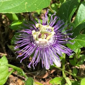 Meet your Posher, Darlene